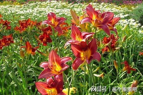 忘忧草视频在线观看免费大全的简单介绍