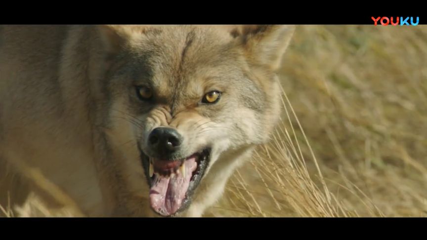 狼群西瓜视频在线观看的简单介绍