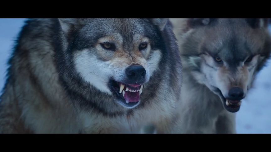 狼群西瓜视频在线观看的简单介绍